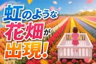 東京ドイツ村「究極のレインボー花畑」今秋初開催！コスモスや新デザイン花畑で楽しむ秋の絶景