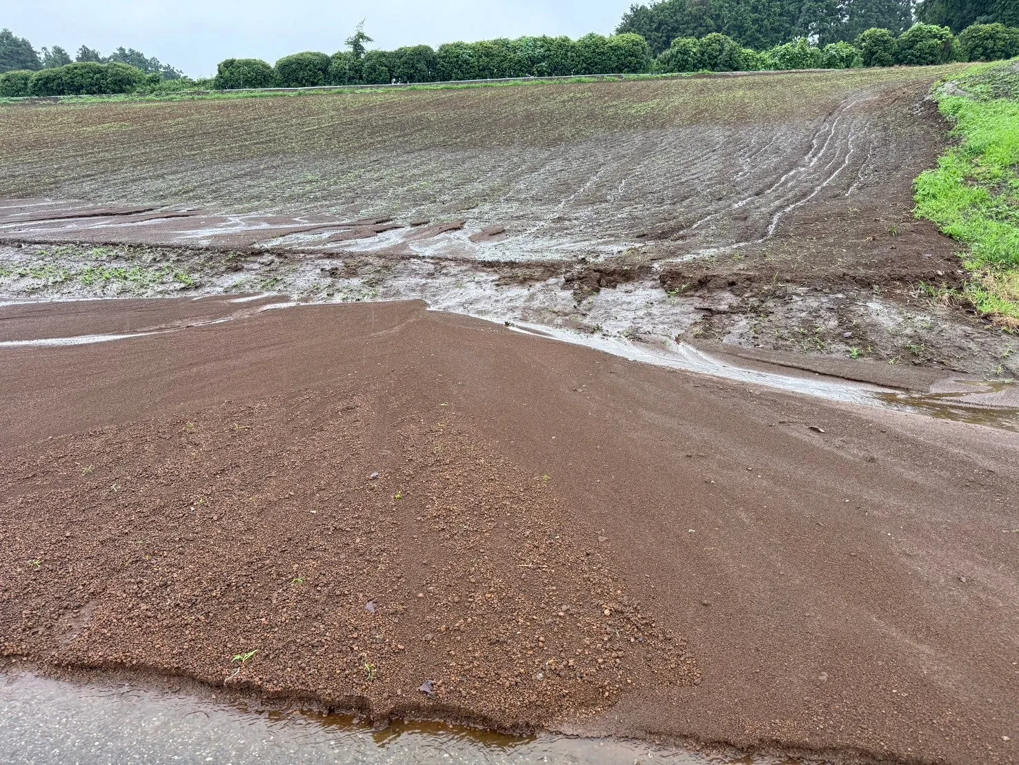 大雨後のぬかるんだコスモス畑