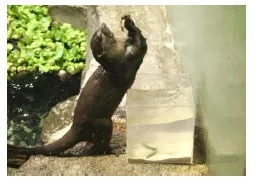 カワウソが魚に注目するアクアパークの展示