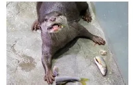 カワウソが魚と一緒にいる様子