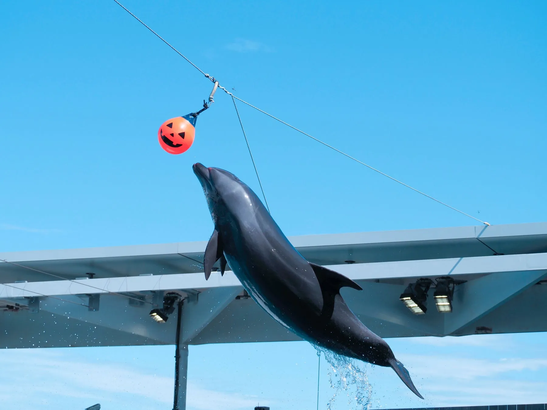 イルカがハロウィンのかぼちゃ型ボールにジャンプ