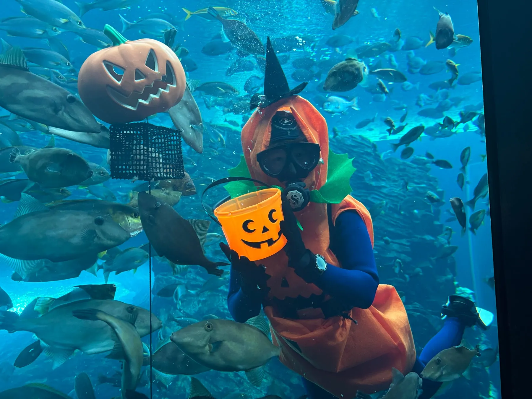 ハロウィンダイバーと魚たち