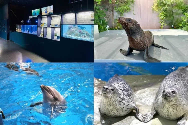 品川アクアパークでの動物たちとSDGs紹介