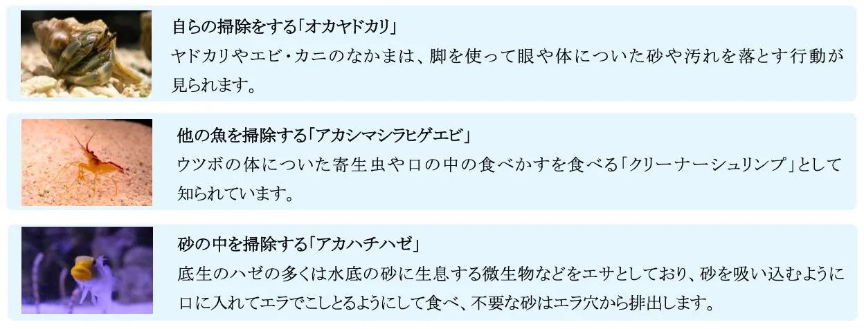 水族館のパネル: オカヤドカリとエビの掃除行動