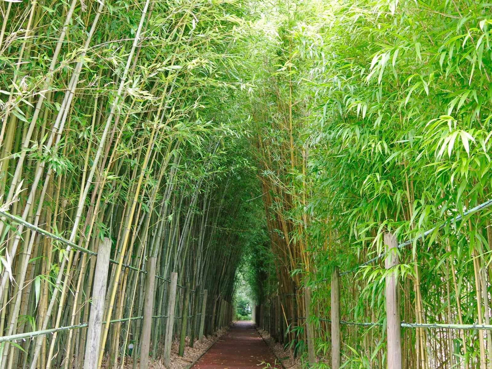 竹林の通路