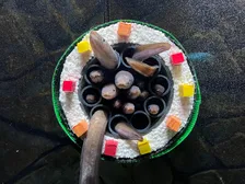 アナゴの恵方巻！？上越市立水族博物館うみがたりで特別展示を開催