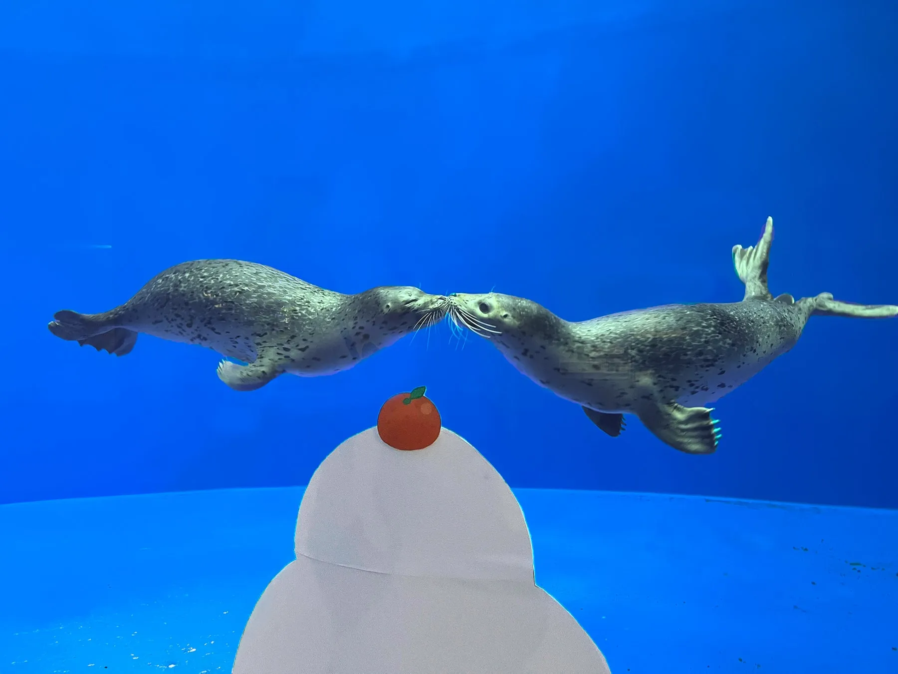 水中で向かい合うアザラシと鏡餅のディスプレイ