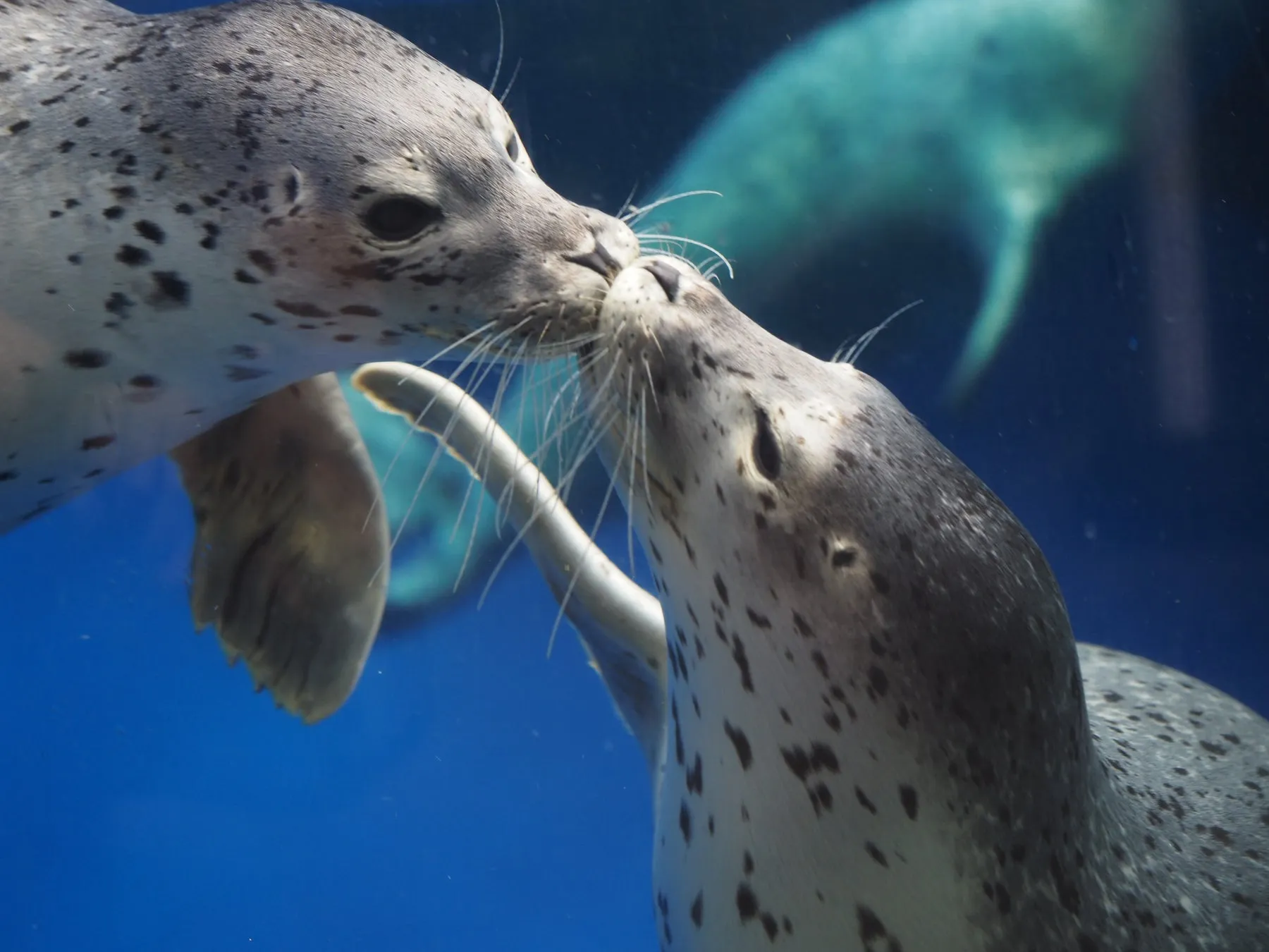 2匹のアザラシが水中でキス