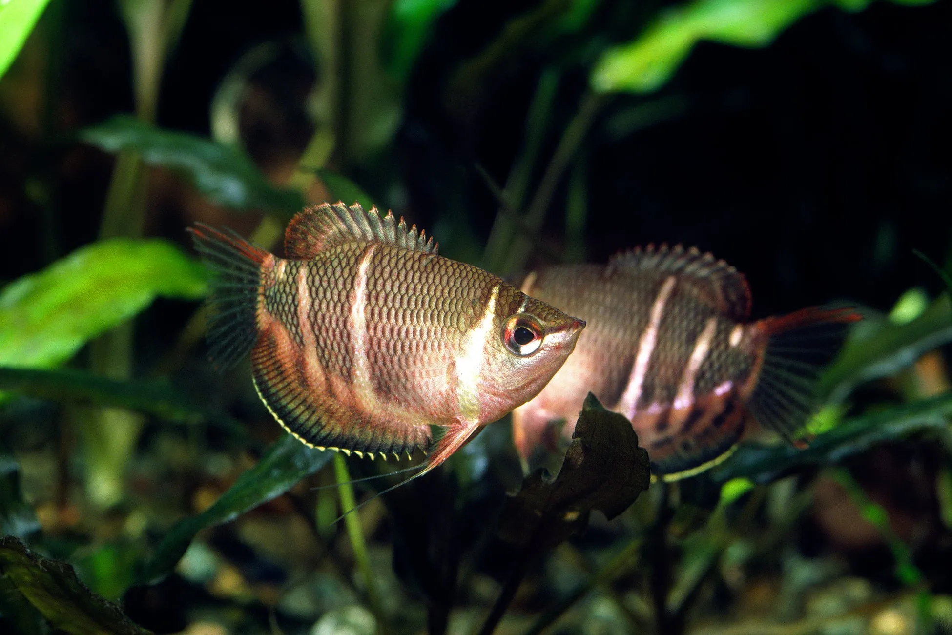 銅色の体の美しい魚が水草の中を泳ぐ