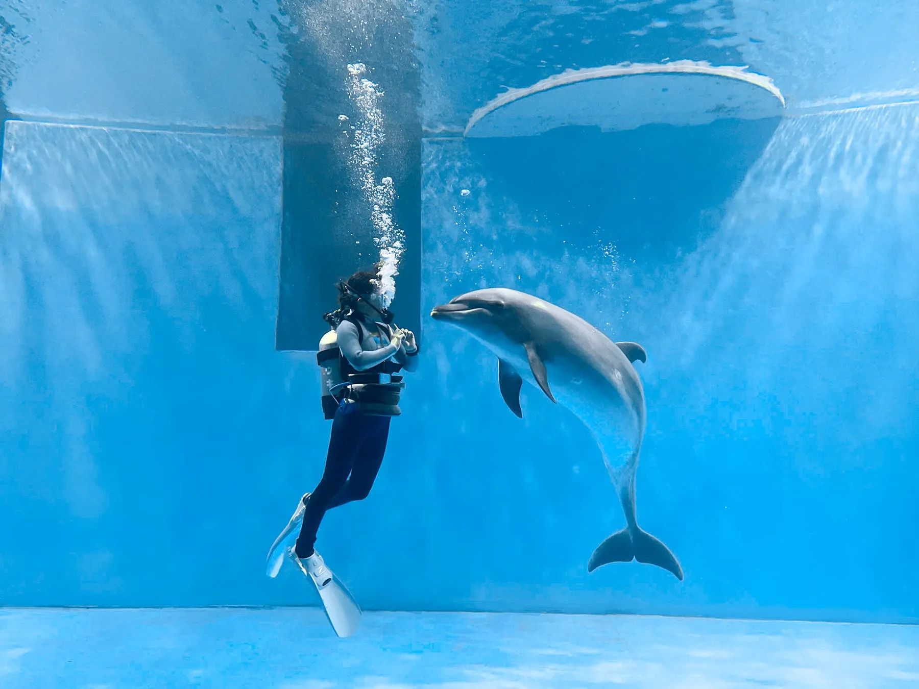 ダイバーとイルカが水中で触れ合う様子