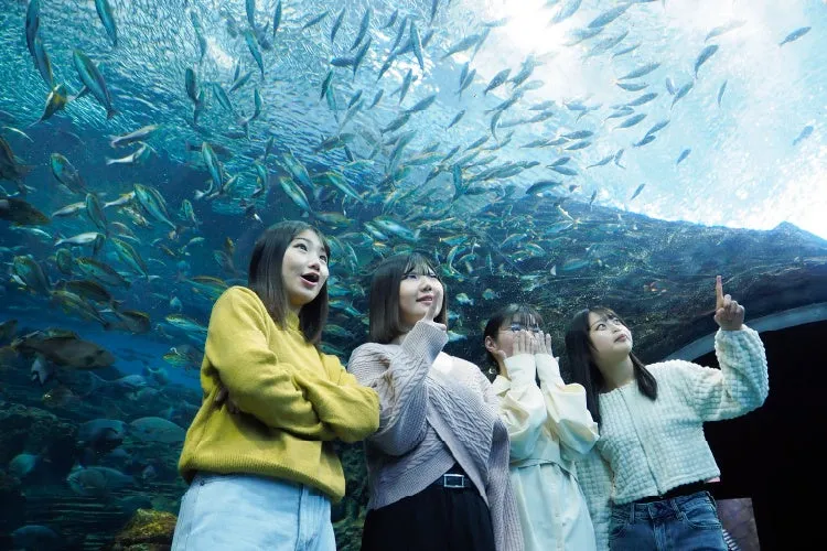 水族館で魚を見上げる4人の女性