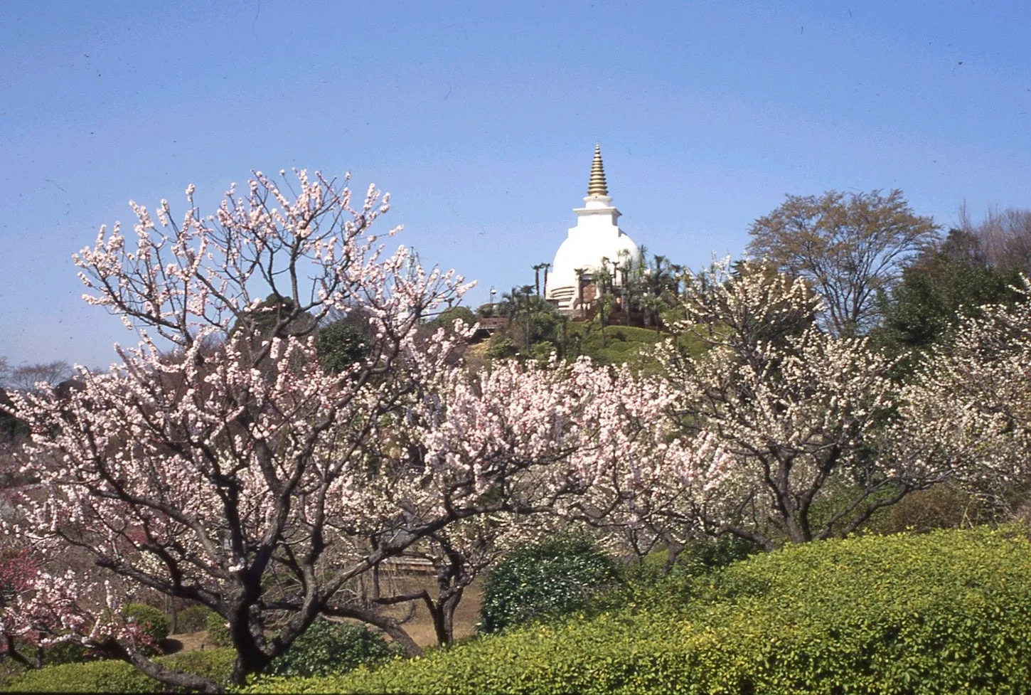 青空に梅の木と仏塔が映える風景