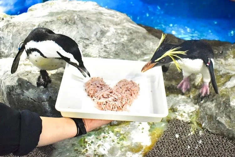 ハート型のエサとペンギン