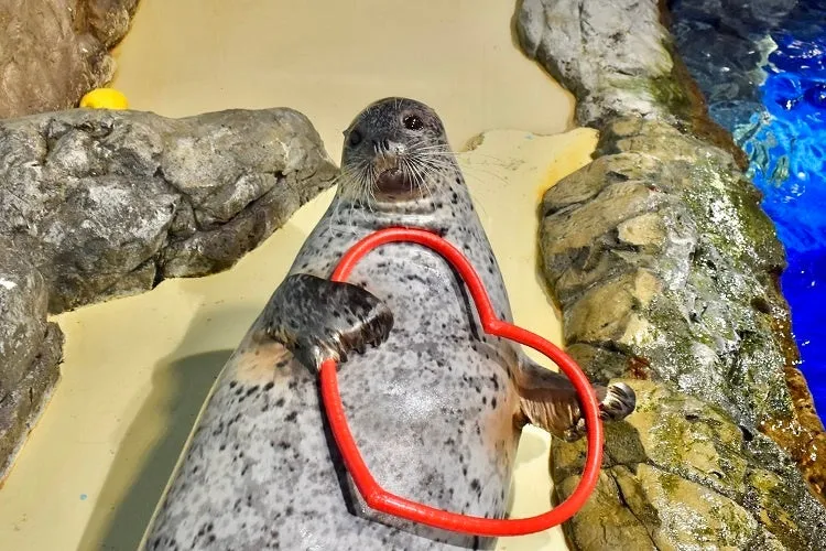 赤いハートリングを抱えるアザラシ