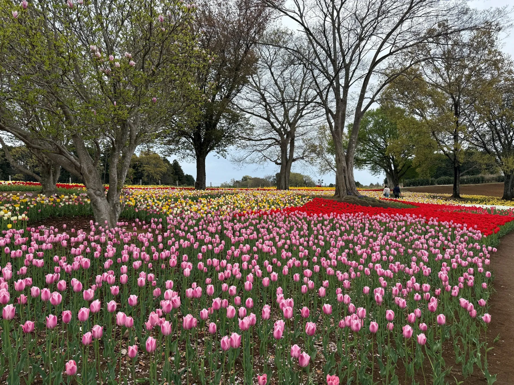 広がるカラフルなチューリップ畑