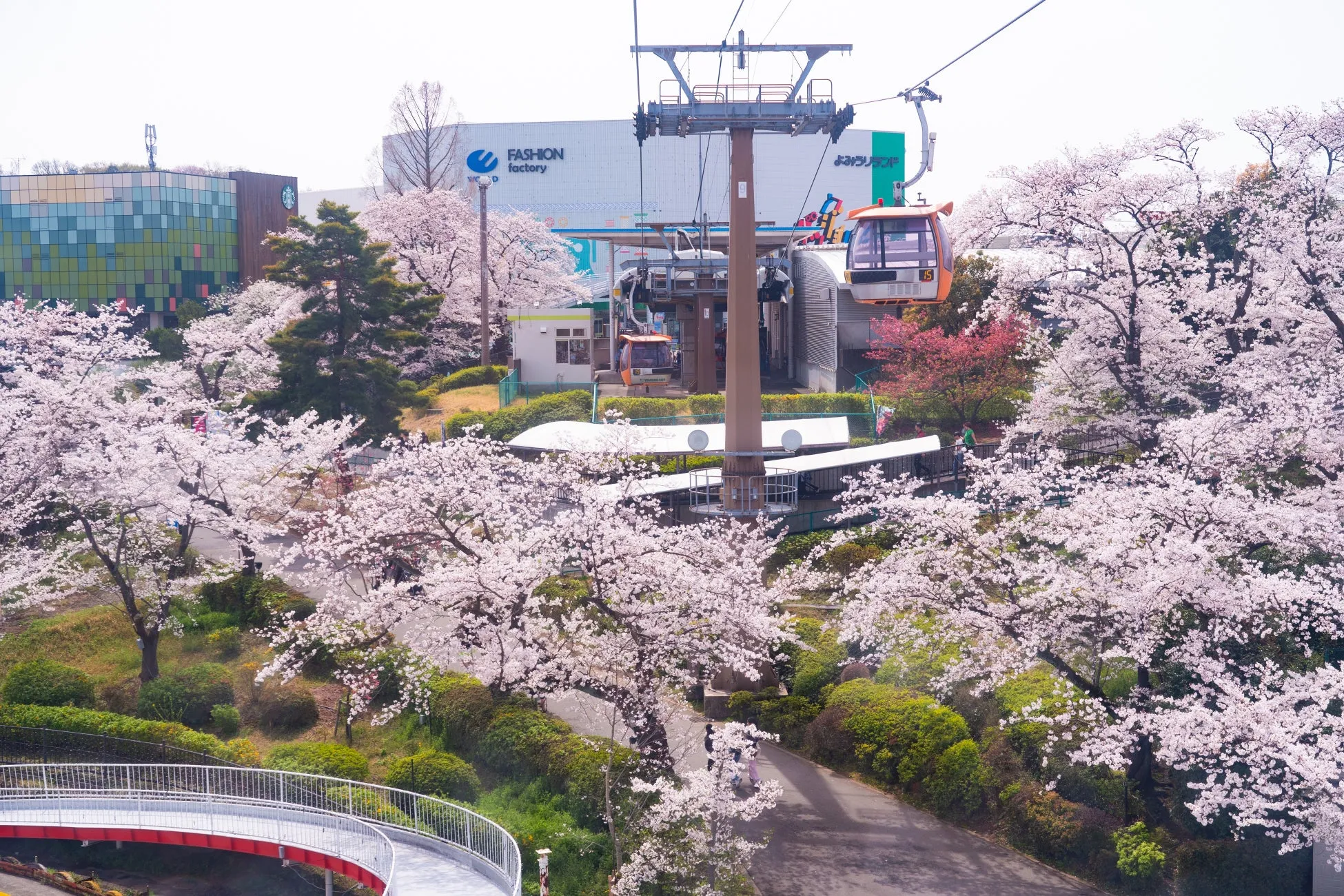満開の桜とケーブルカーの風景