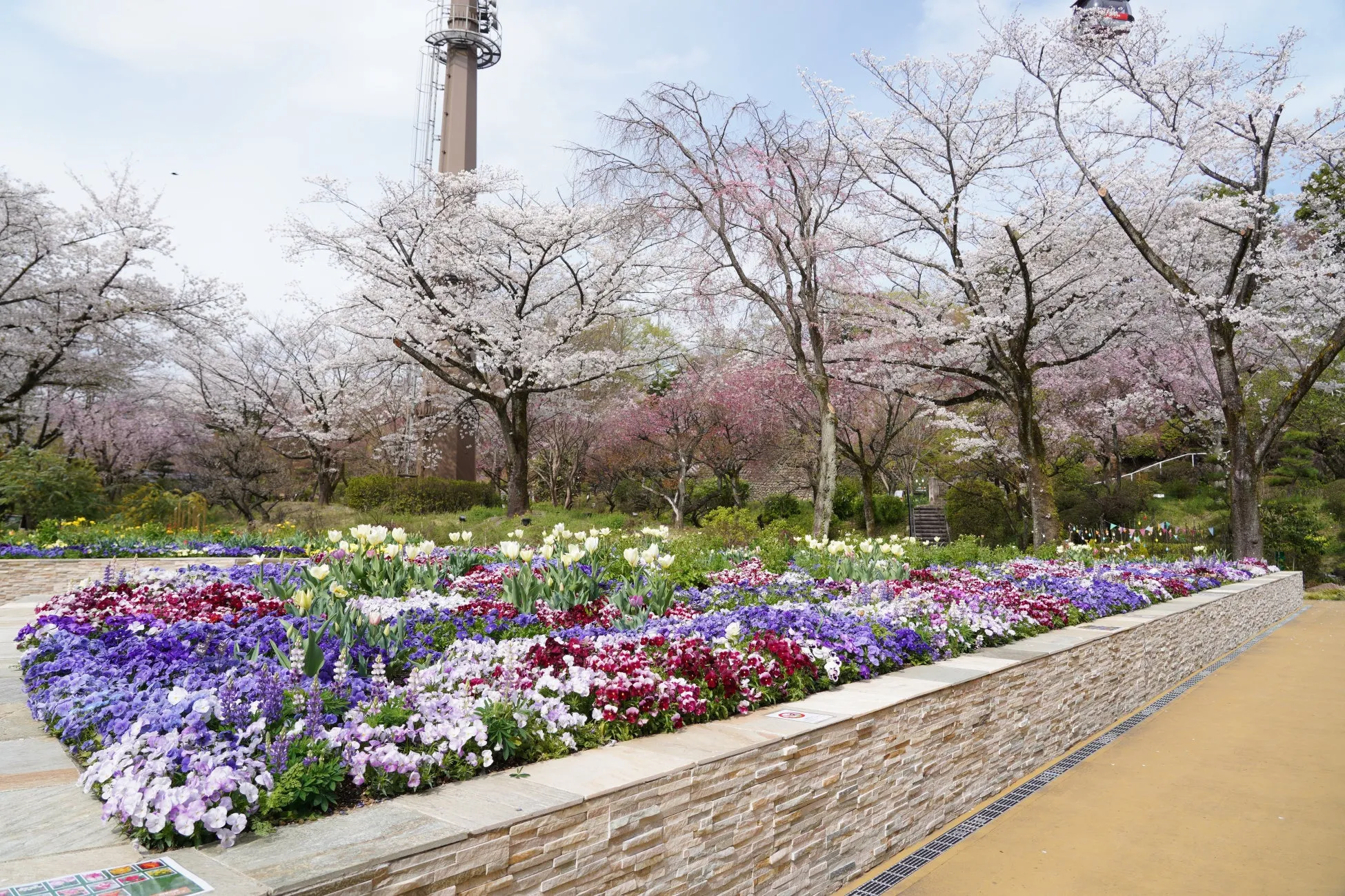 桜とカラフルな花壇の風景