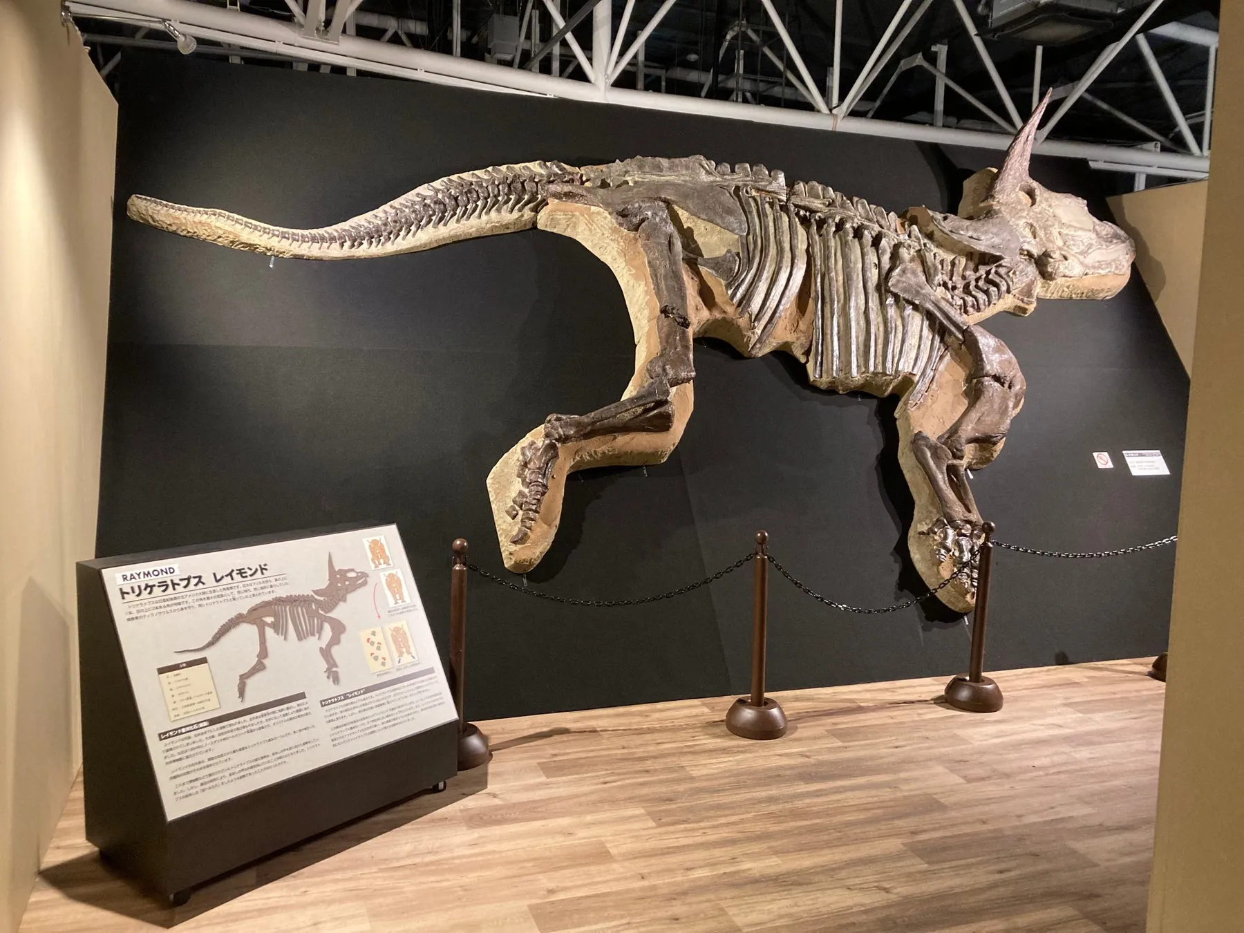 トリケラトプス骨格標本展示