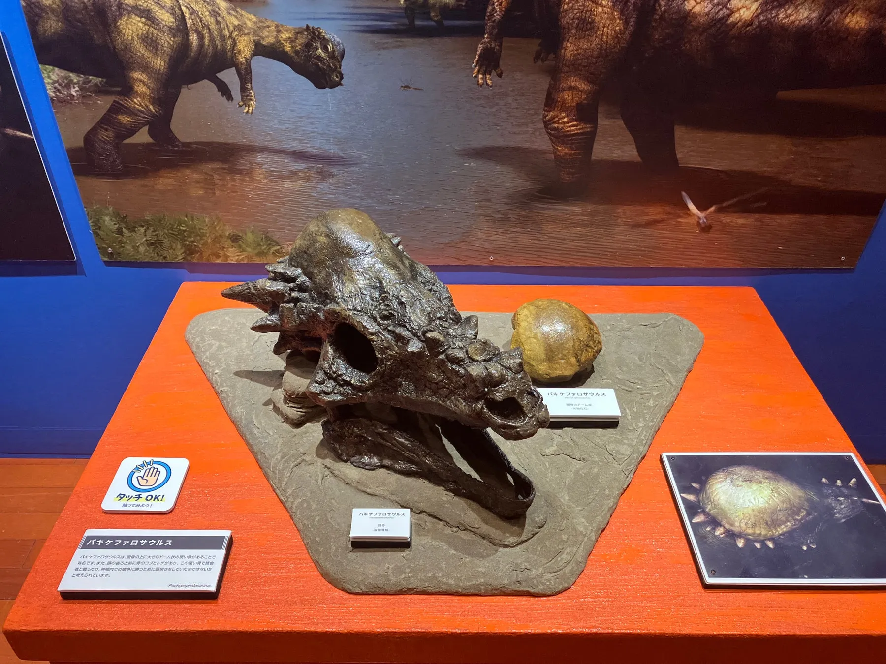 パキケファロサウルスの頭骨と展示物