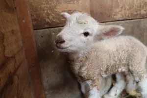 【かわいすぎ注意】マザー牧場で赤ちゃん羊が続々誕生！春限...