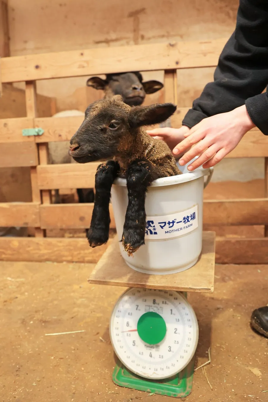 マザー牧場の赤ちゃん羊がバケツで計量