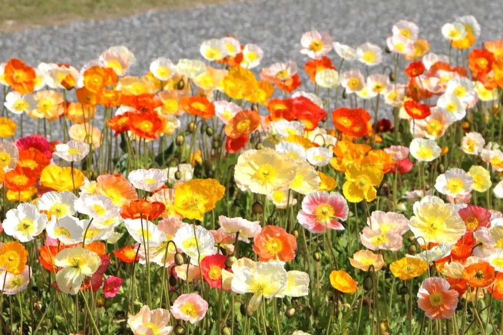 アイスランドポピー