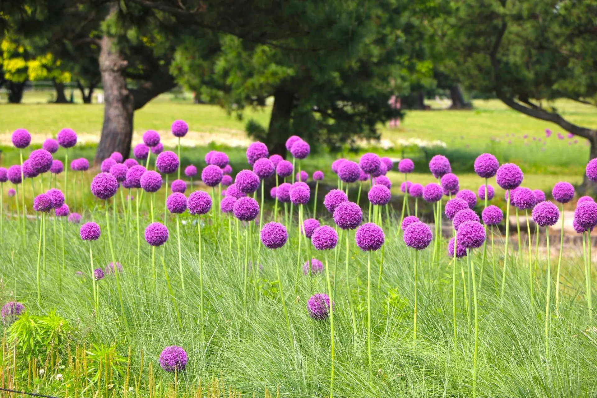 アリウム・ギガンチウム