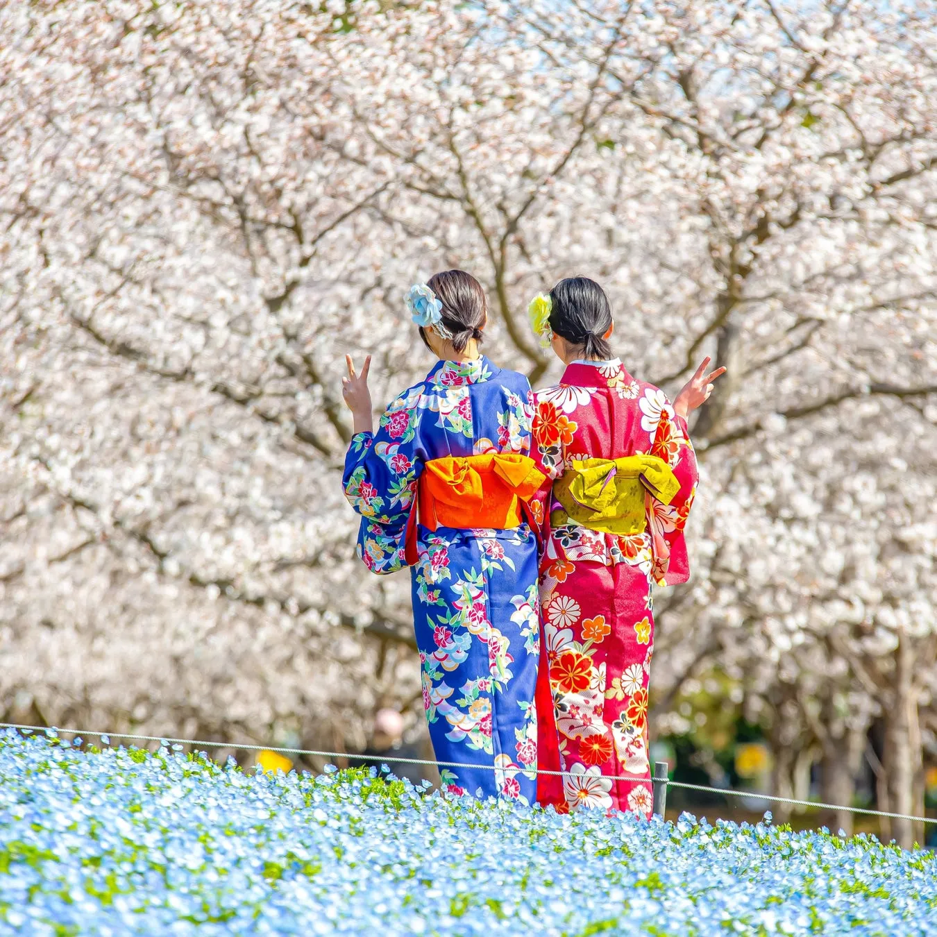 うみなかさくらまつり