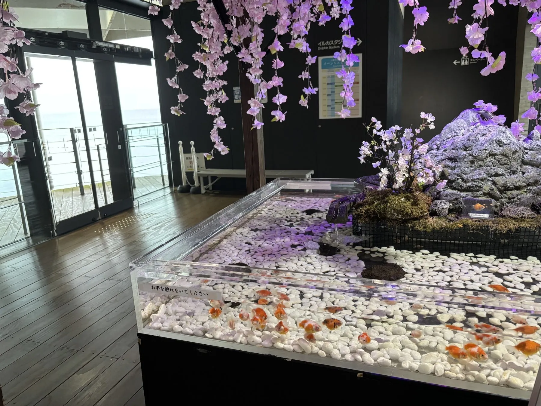 上越市立水族博物館の春の桜展示