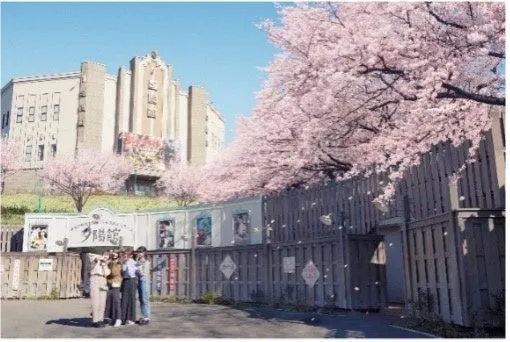西武園ゆうえんちの桜吹雪フェスと桜の風景