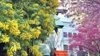 【今が見頃】蔵前神社の桜とミモザ｜カフェ混雑状況レポも