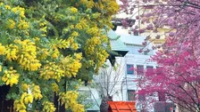 【今が見頃】蔵前神社の桜とミモザ｜カフェ混雑状況レポも