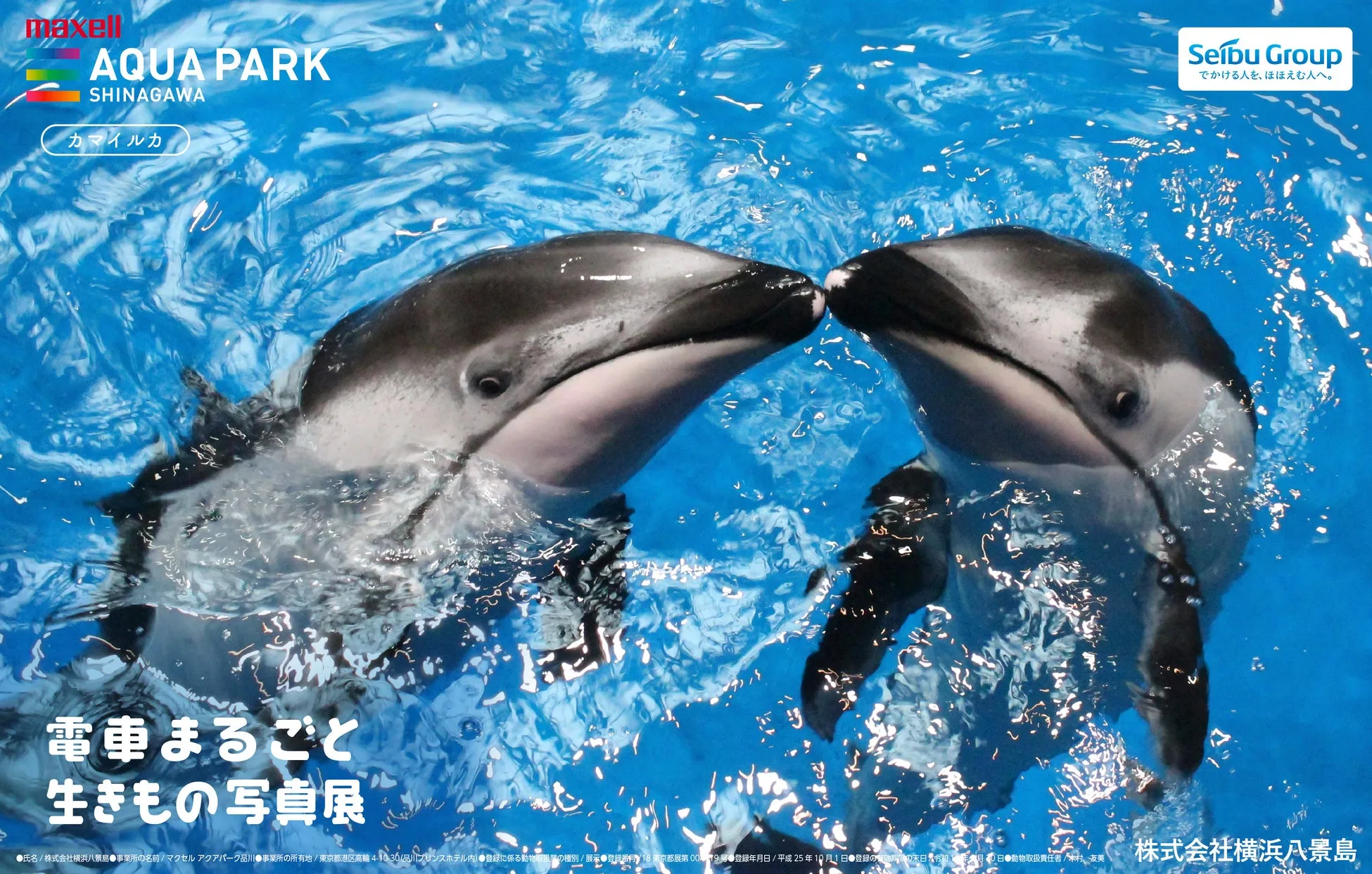 イルカ2匹が青い水中で向き合う