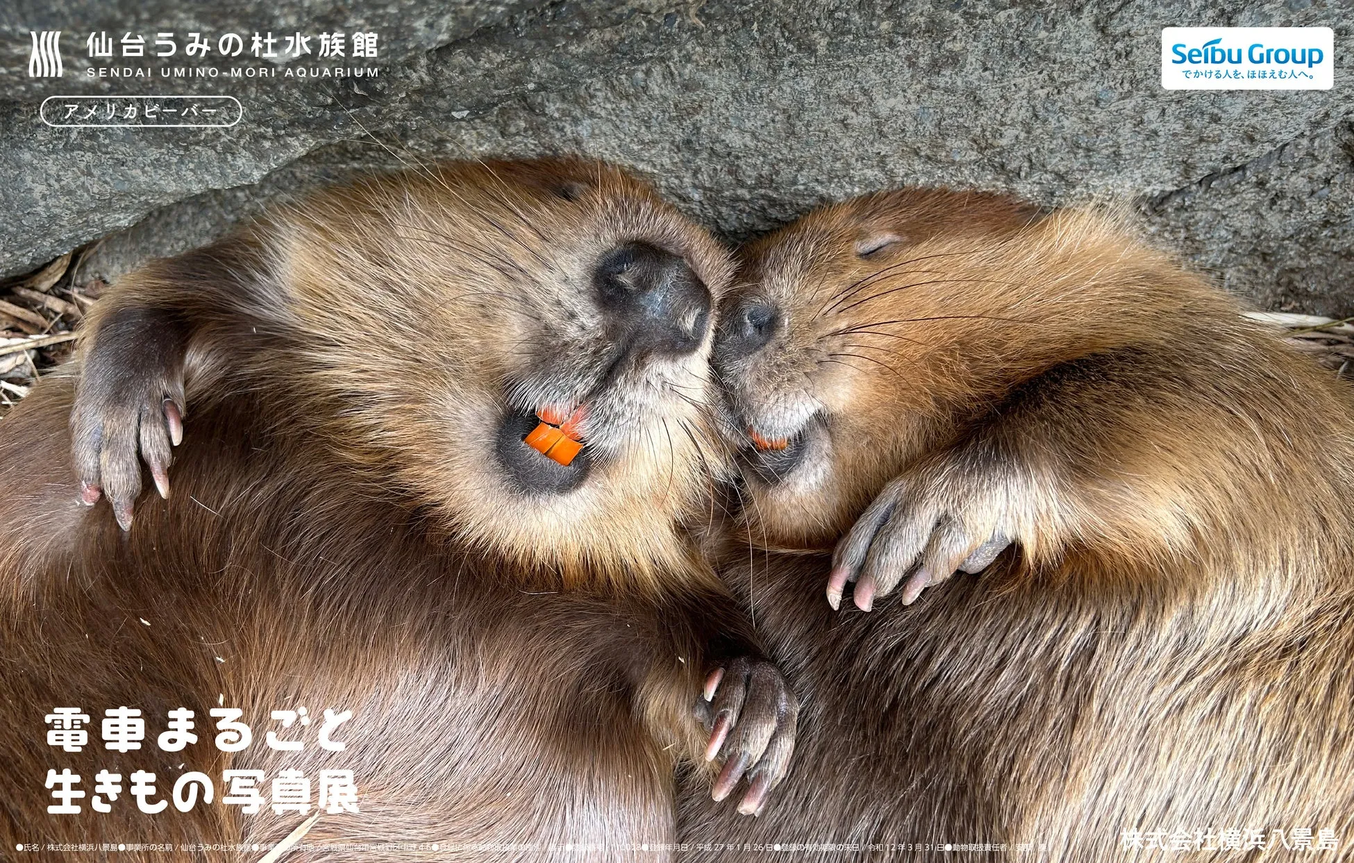 2匹の寄り添うビーバー