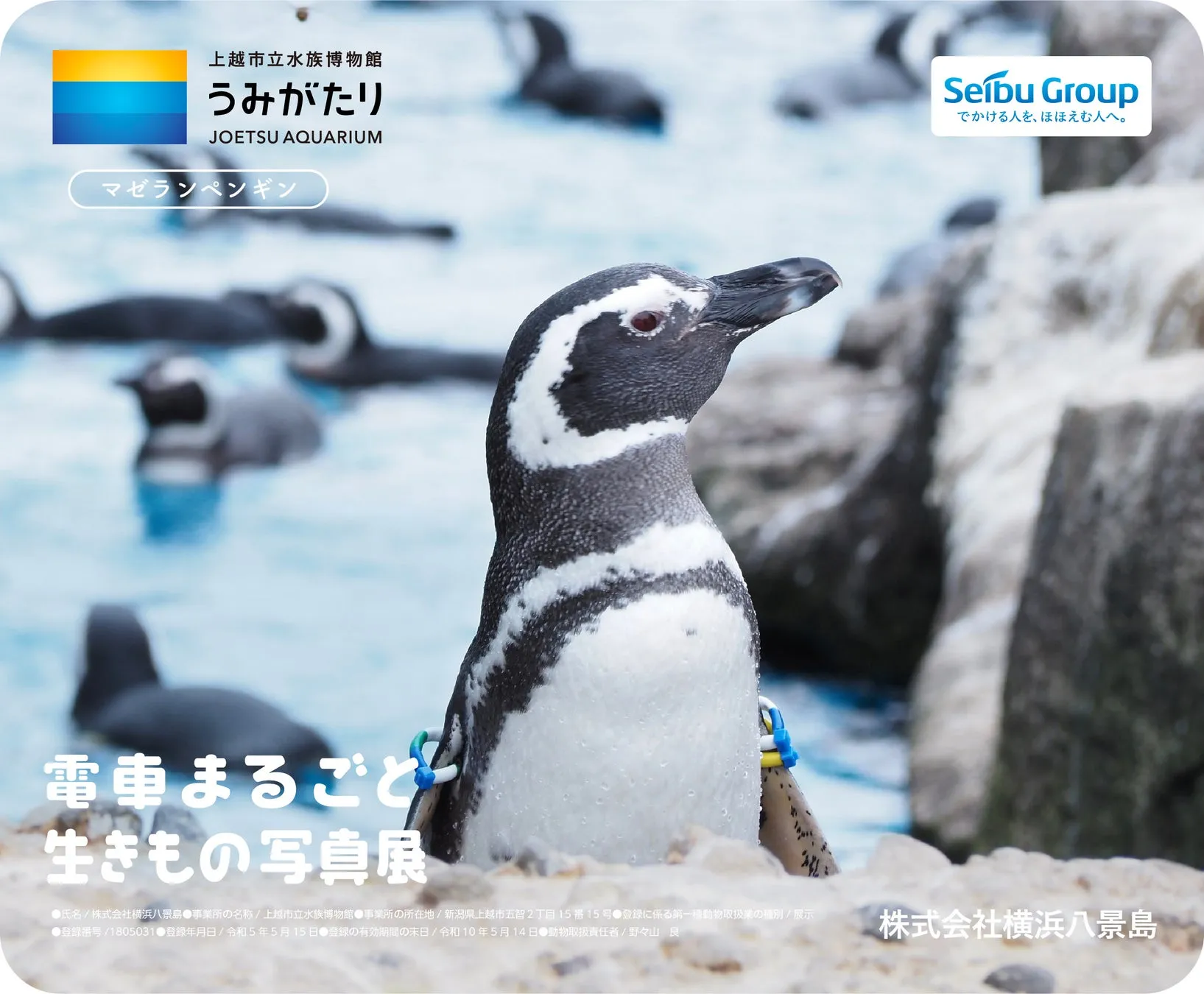 上越市立水族博物館のマゼランペンギン