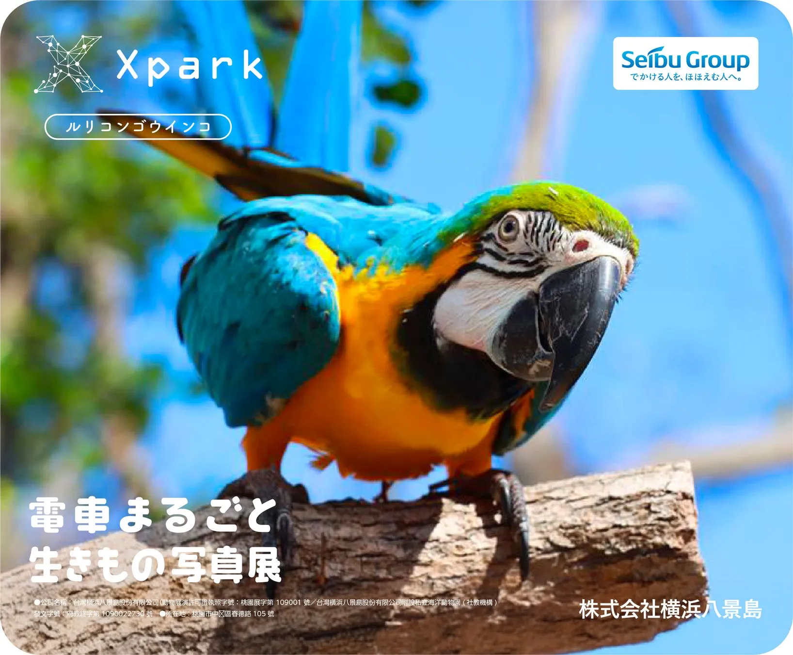 カラフルなオウムと青空が映る写真