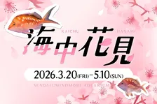 仙台うみの杜水族館「海中花見」開催！桜と海の幻想空間【2026春】