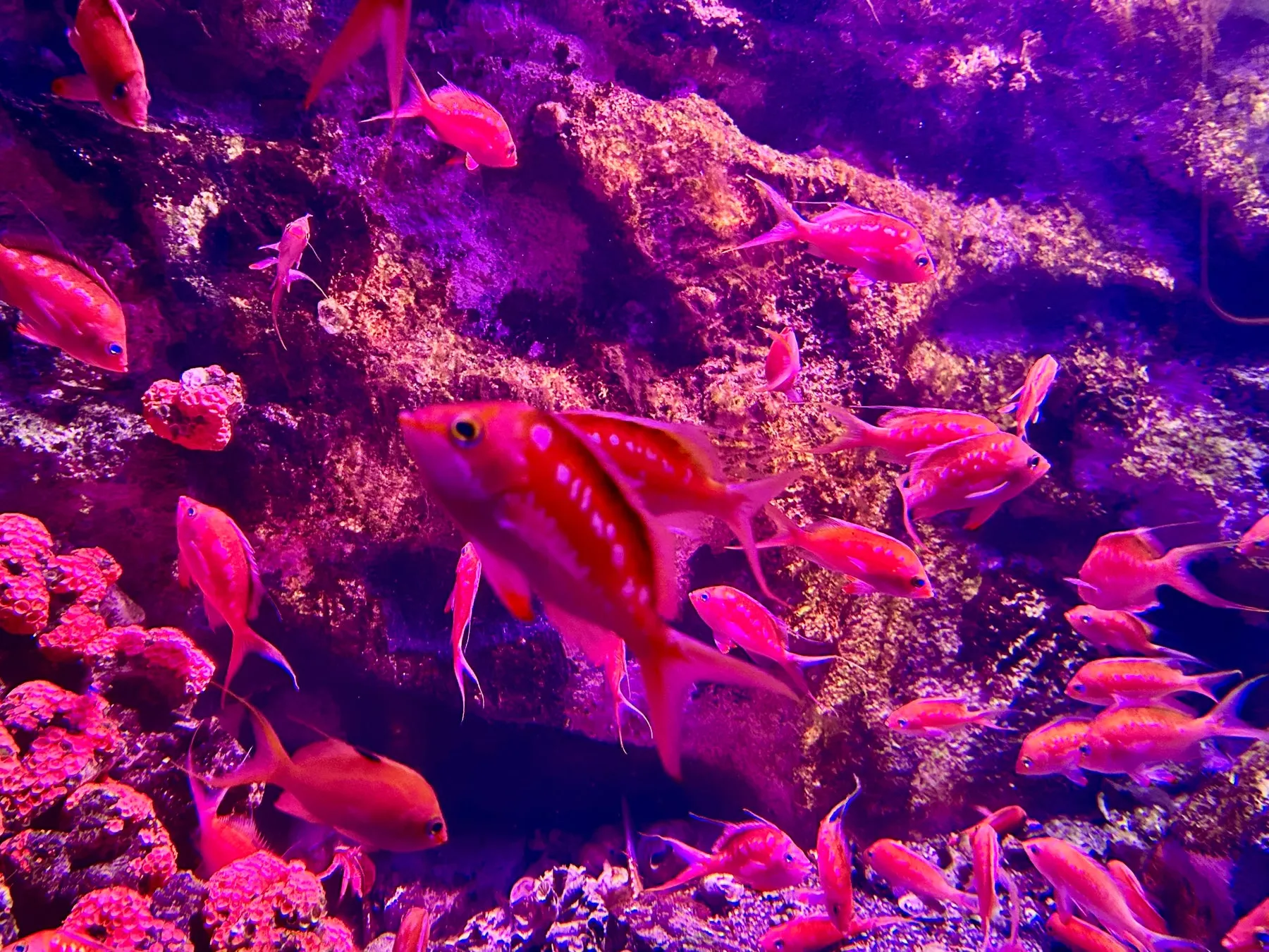 仙台うみの杜水族館の色とりどりの魚たち