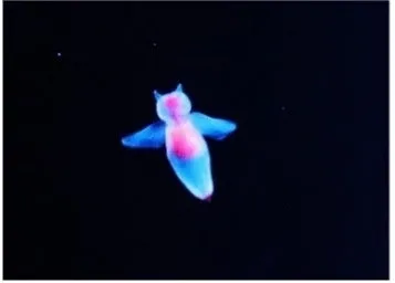仙台うみの杜水族館で展示されるクリオネ