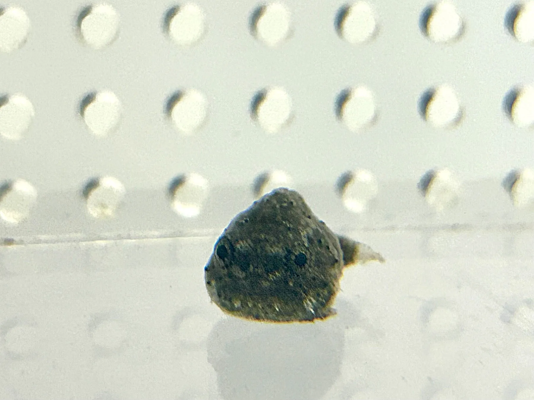 仙台うみの杜水族館の水槽内の魚