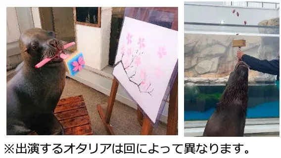 仙台うみの杜水族館のイベントで絵を描くオタリア
