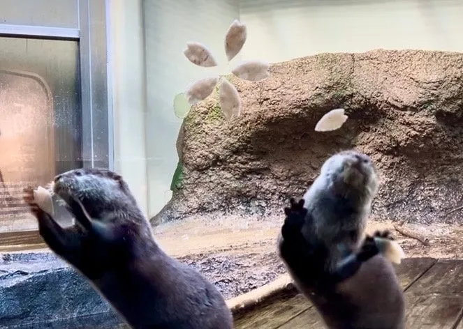 仙台うみの杜水族館で桜の花びらと遊ぶカワウソ