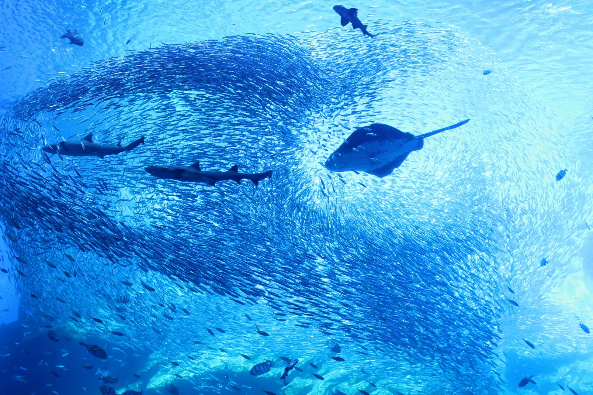 仙台うみの杜水族館の魚群