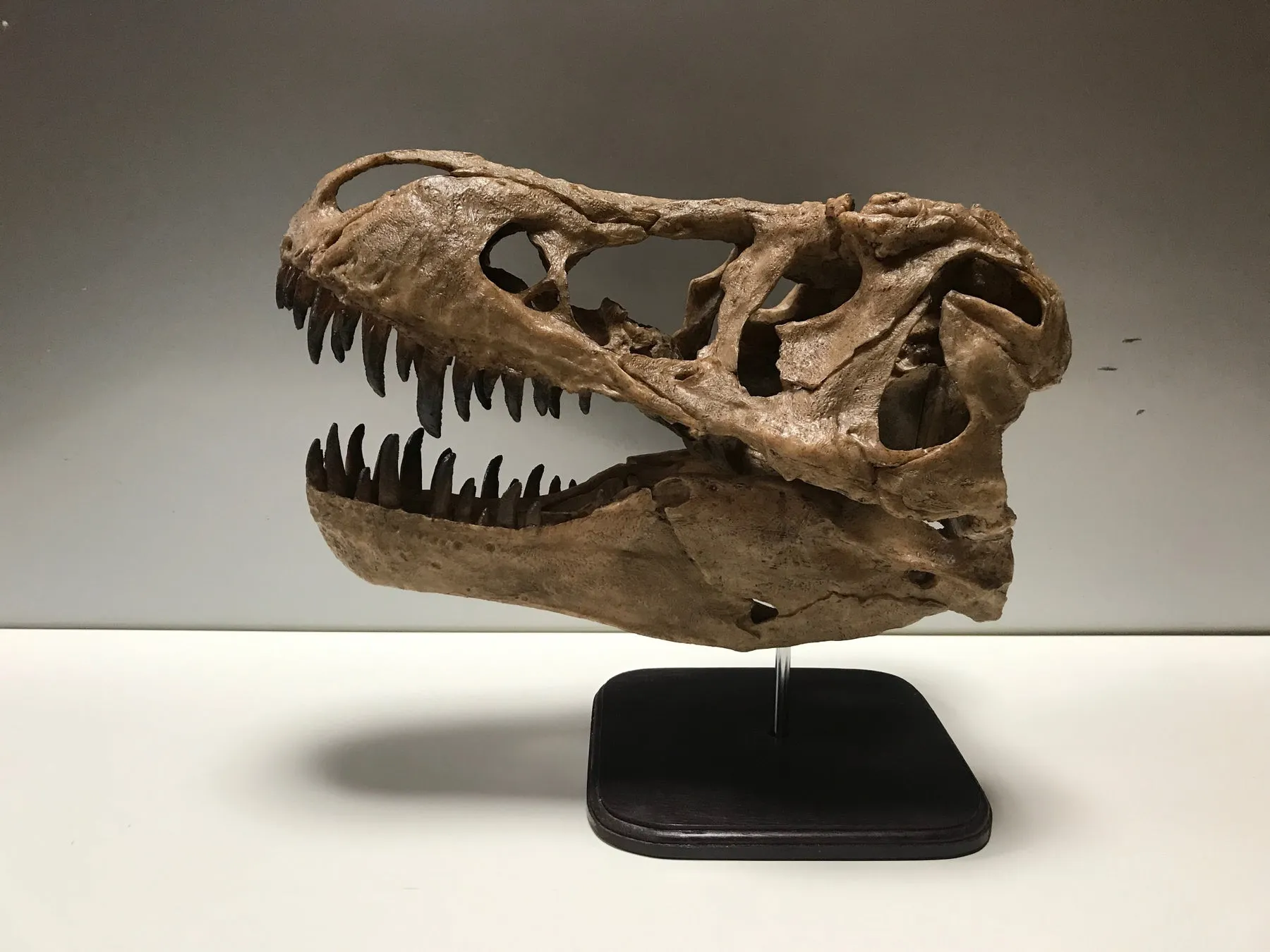 ティラノサウルス頭骨