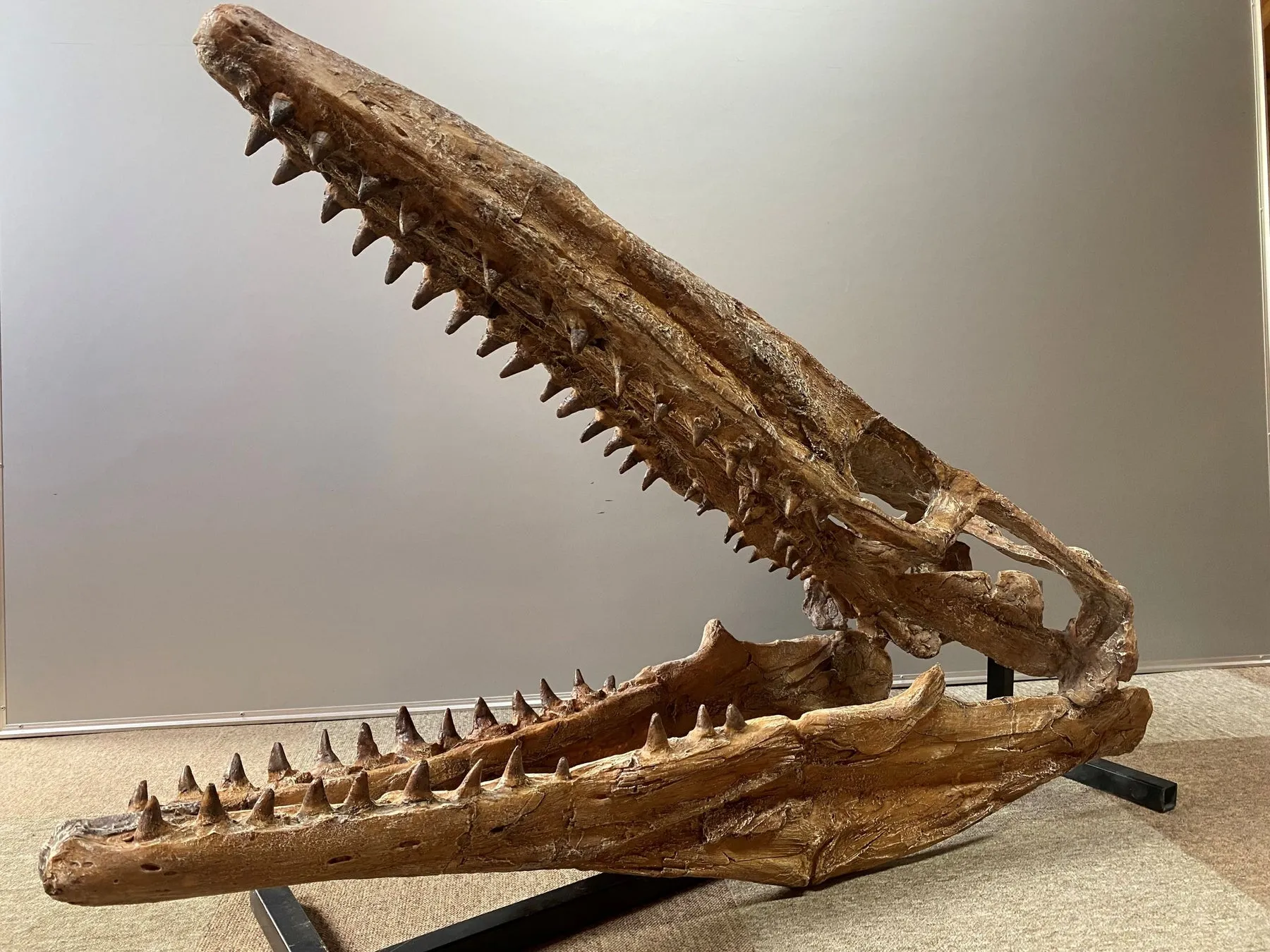 モササウルス頭骨