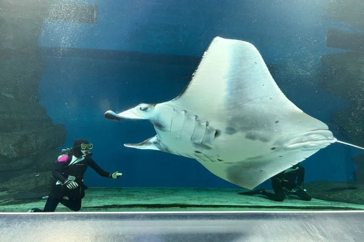 水槽内のエイと飼育スタッフ