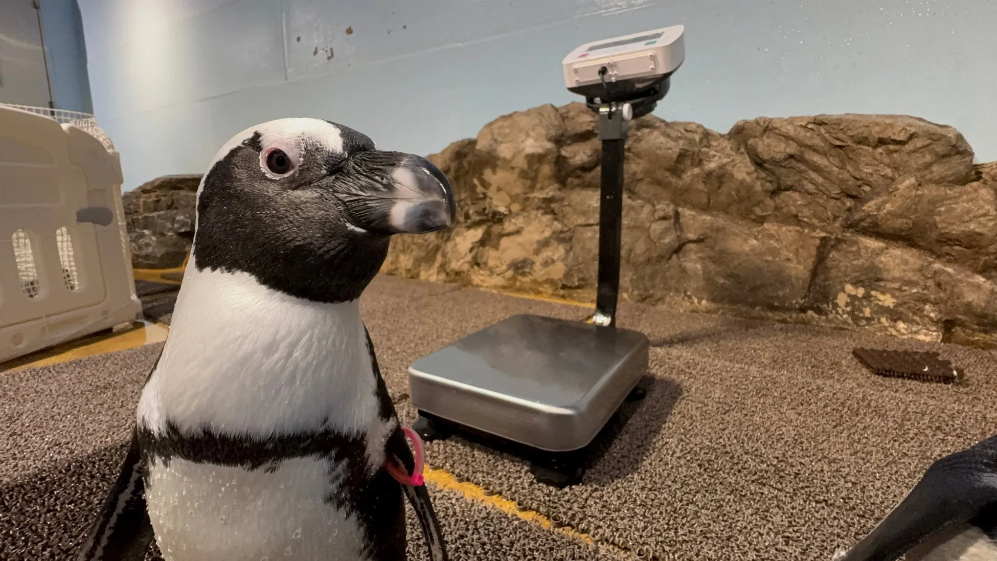 水族館で体重計の前に立つペンギン