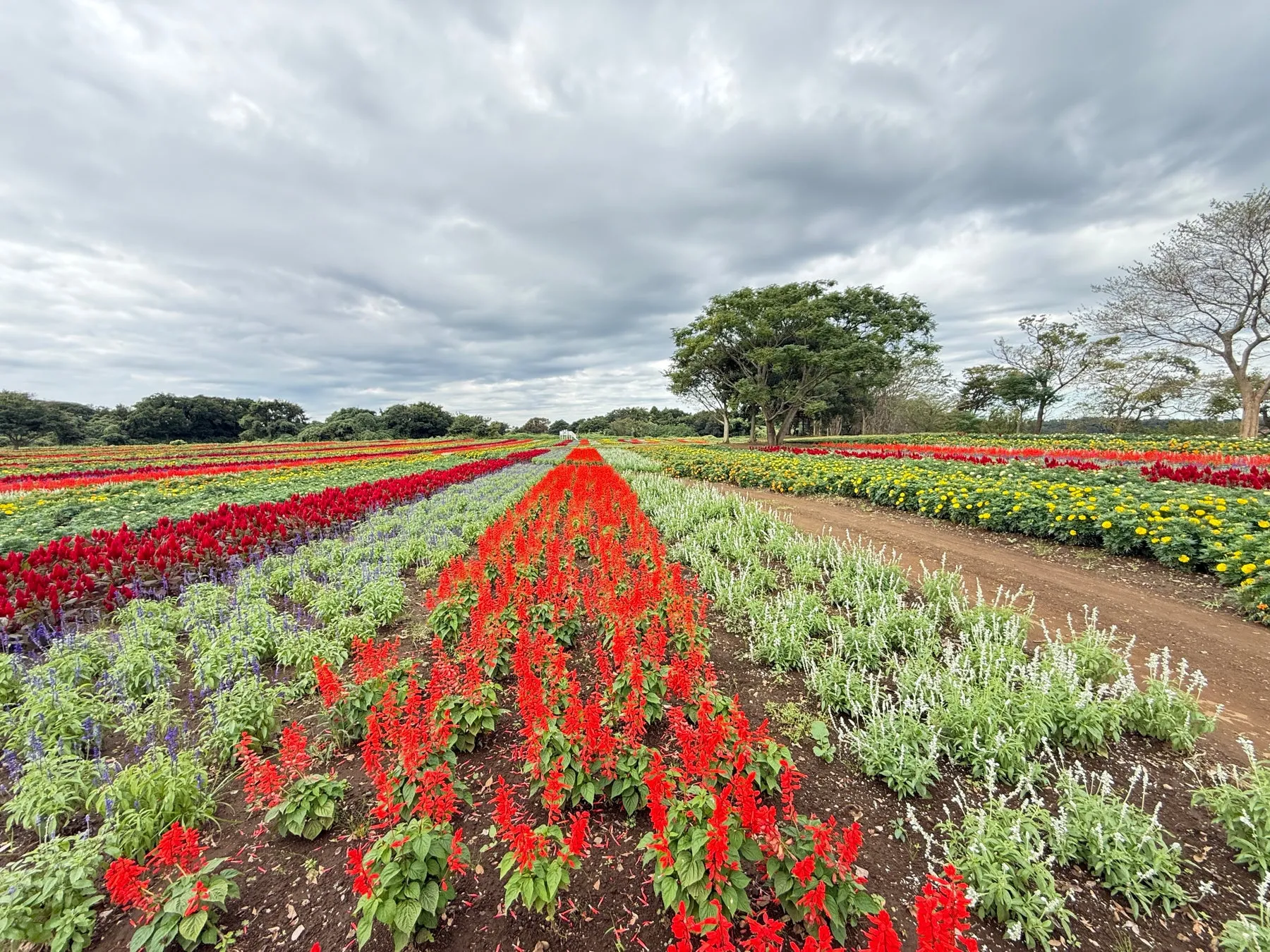 東京ドイツ村の色とりどりの花畑