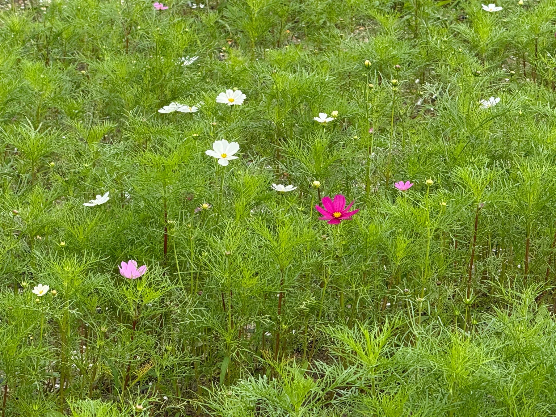 東京ドイツ村のコスモス畑