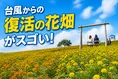 台風被害を乗り越えた東京ドイツ村 秋のマリーゴールド畑が今、見頃！